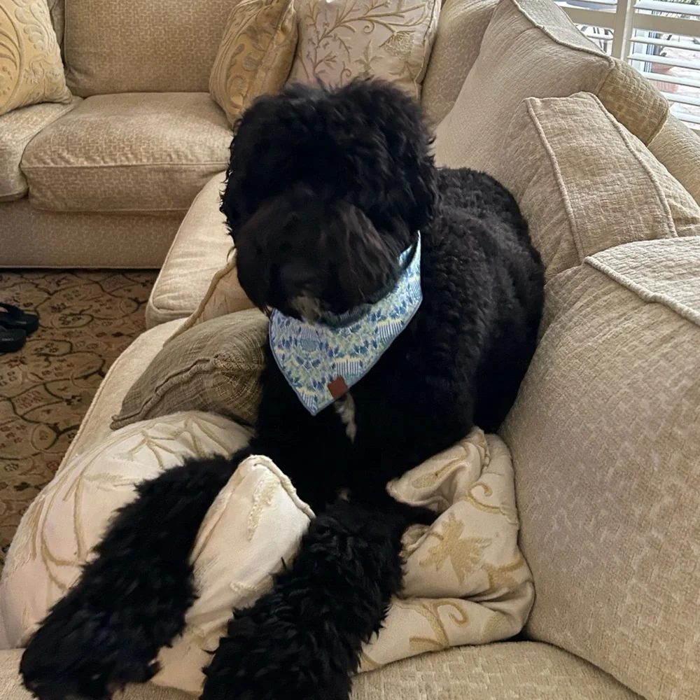 The Foggy Dog stylish dog