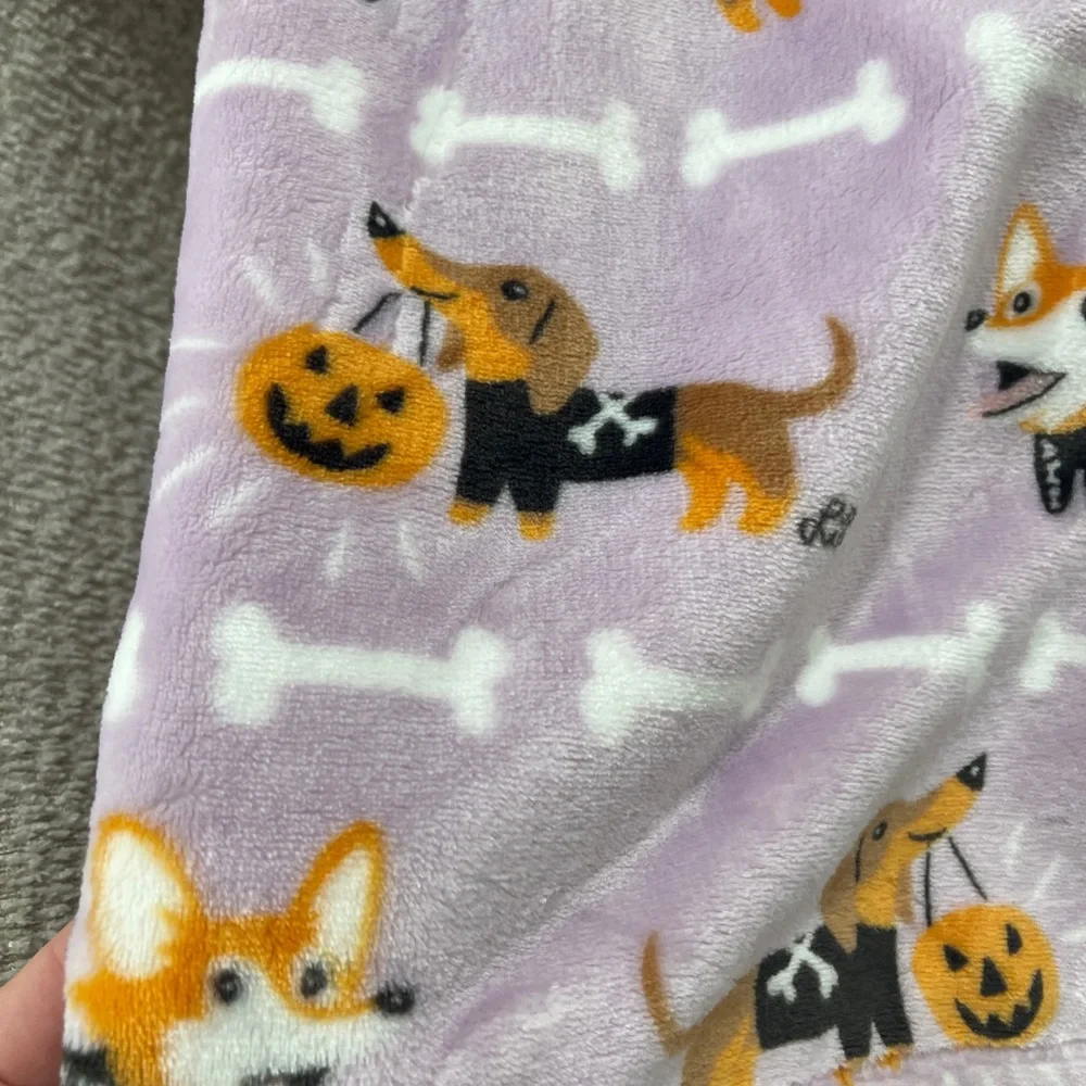 Berkshire cutest corgis