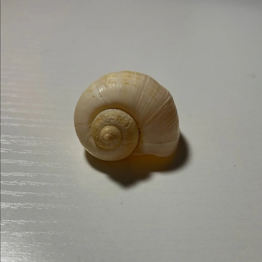 Natural Seashell Collection for Small Pets