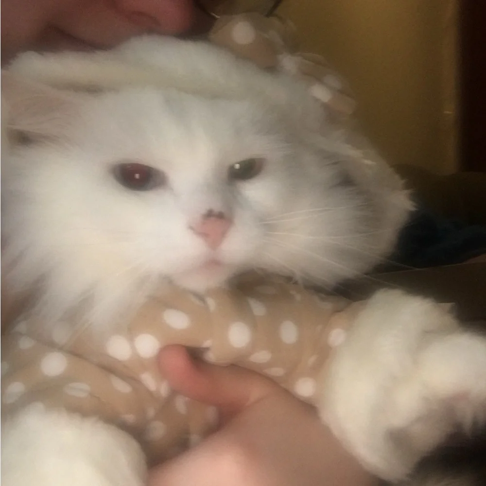 Pet Life charming warm