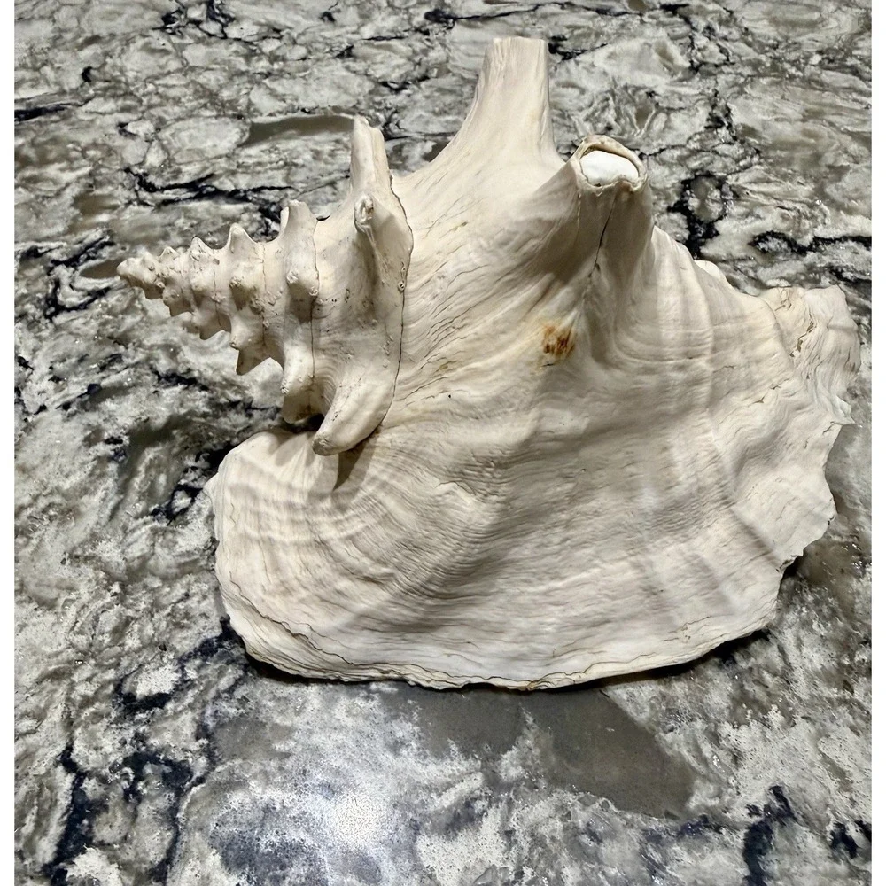 Large Natural Sea Shell Conch 9
