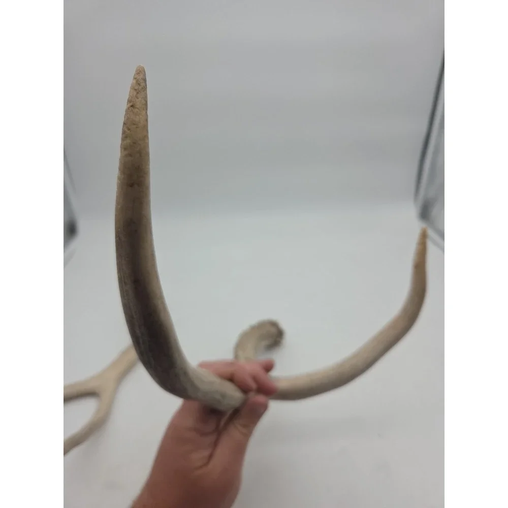 N/A these antlers