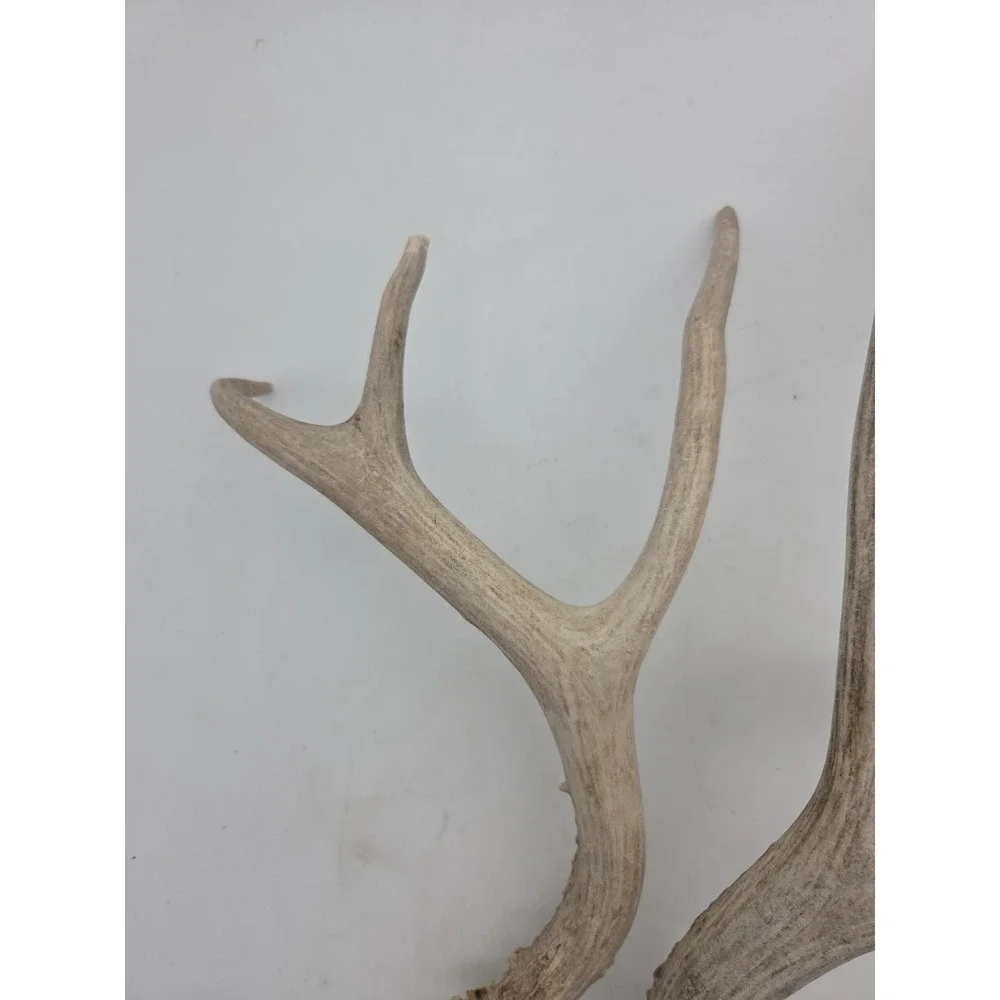 N/A these antlers