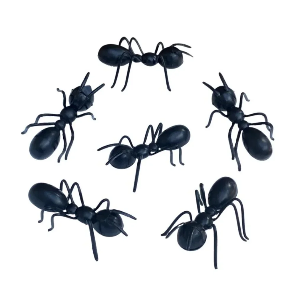Party City 24 ant