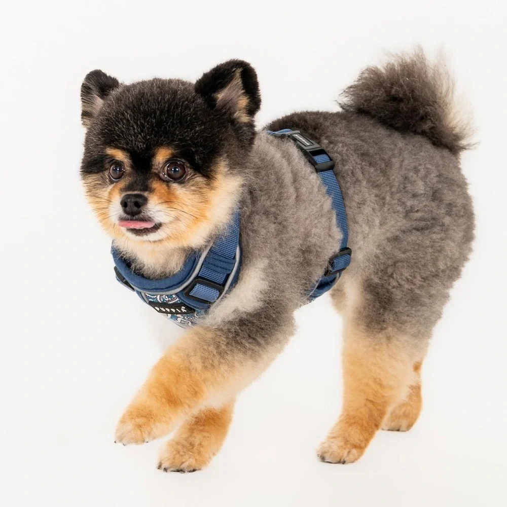 Puppia adventures pet