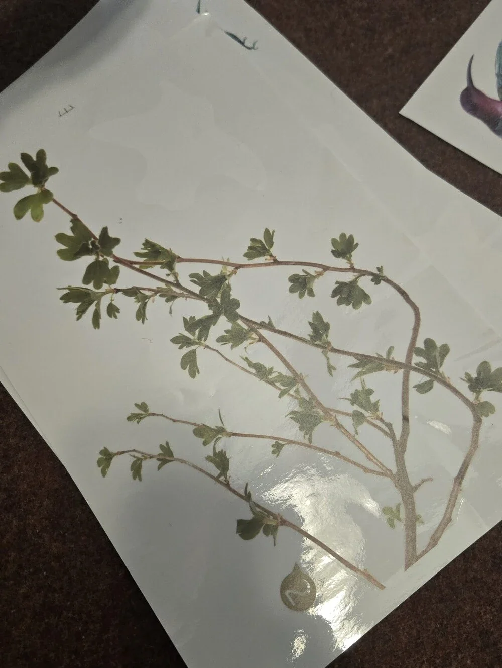 N/A bird branch