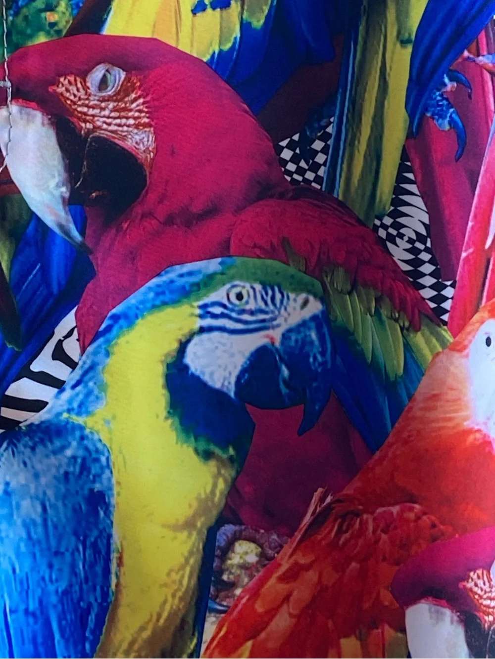Billabong bold parrot