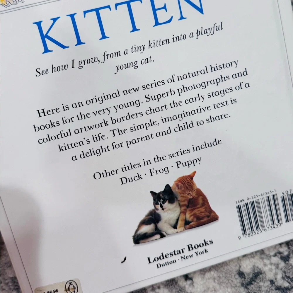Lodestar kitten from