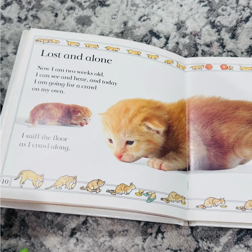 Lodestar kitten from
