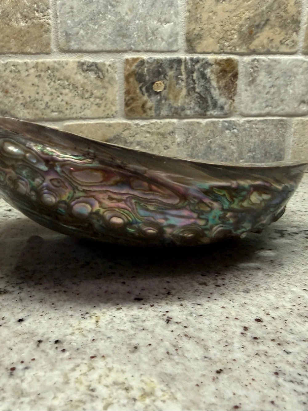 N/A abalone shell
