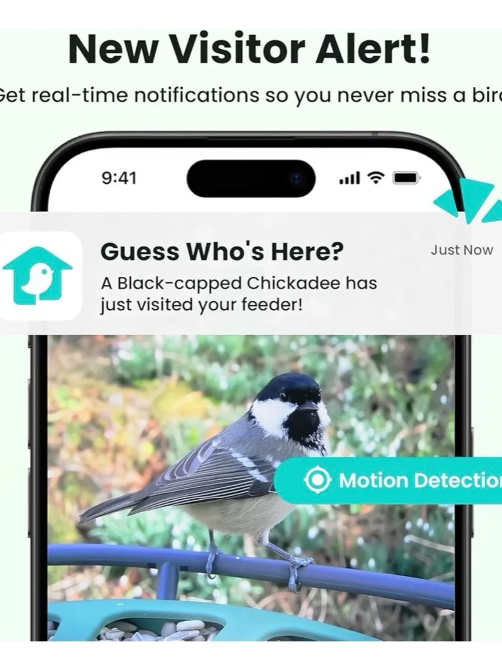 Birdfy Smart 2K Bird Feeder Camera in Olive Green