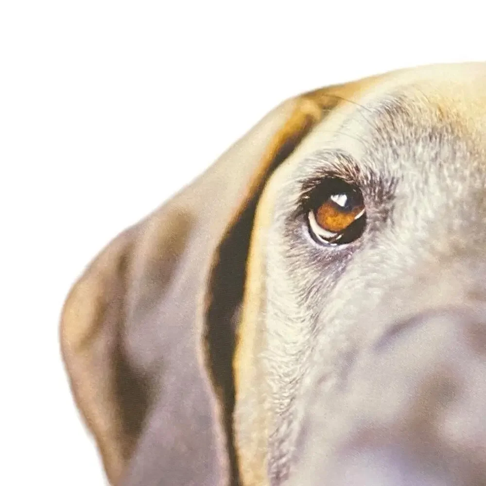 N/A inside dog