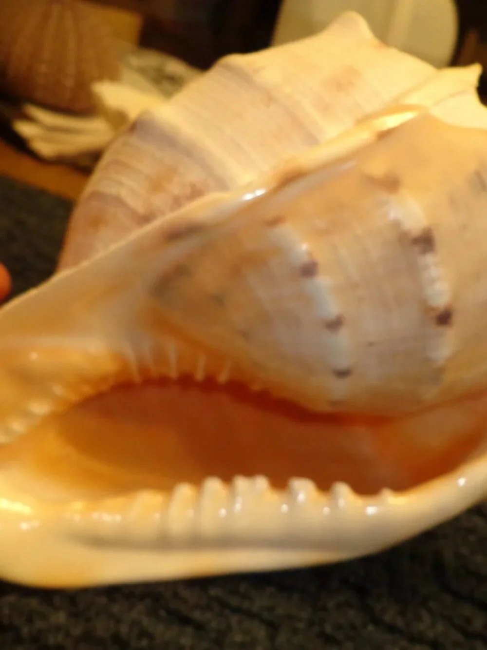 N/A sea shell
