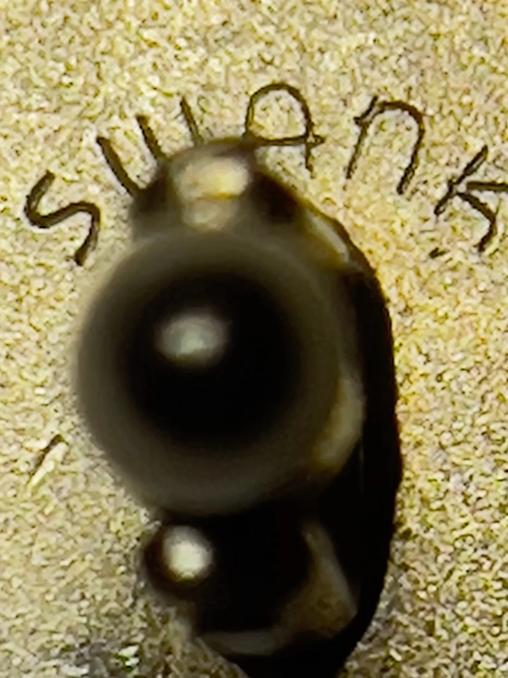 SWANK classic gold