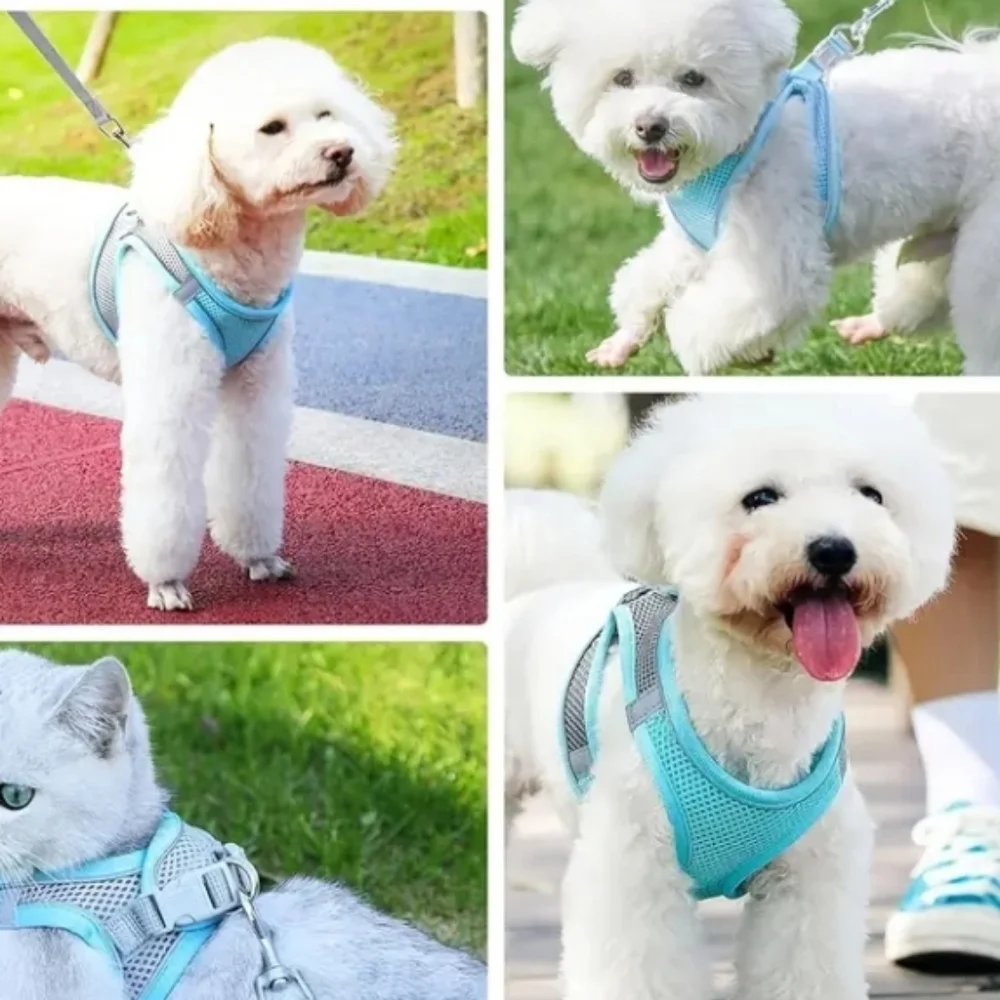 None colorful dog