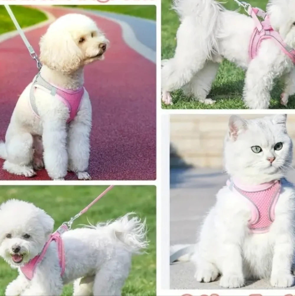 None colorful dog