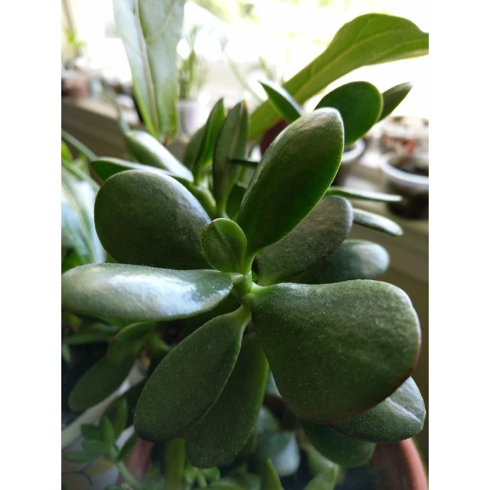 Home Interiors succulent jade
