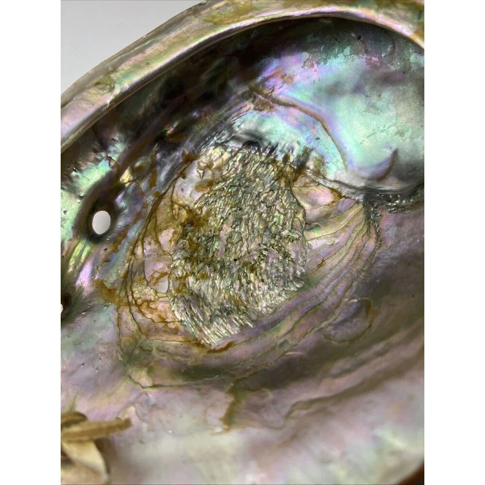 N/A vintage abalone