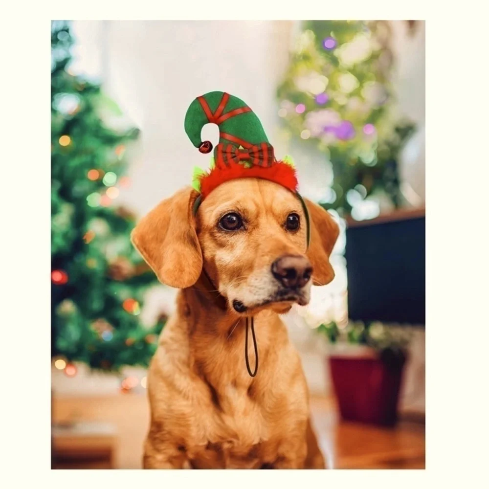 SPOT dog holiday