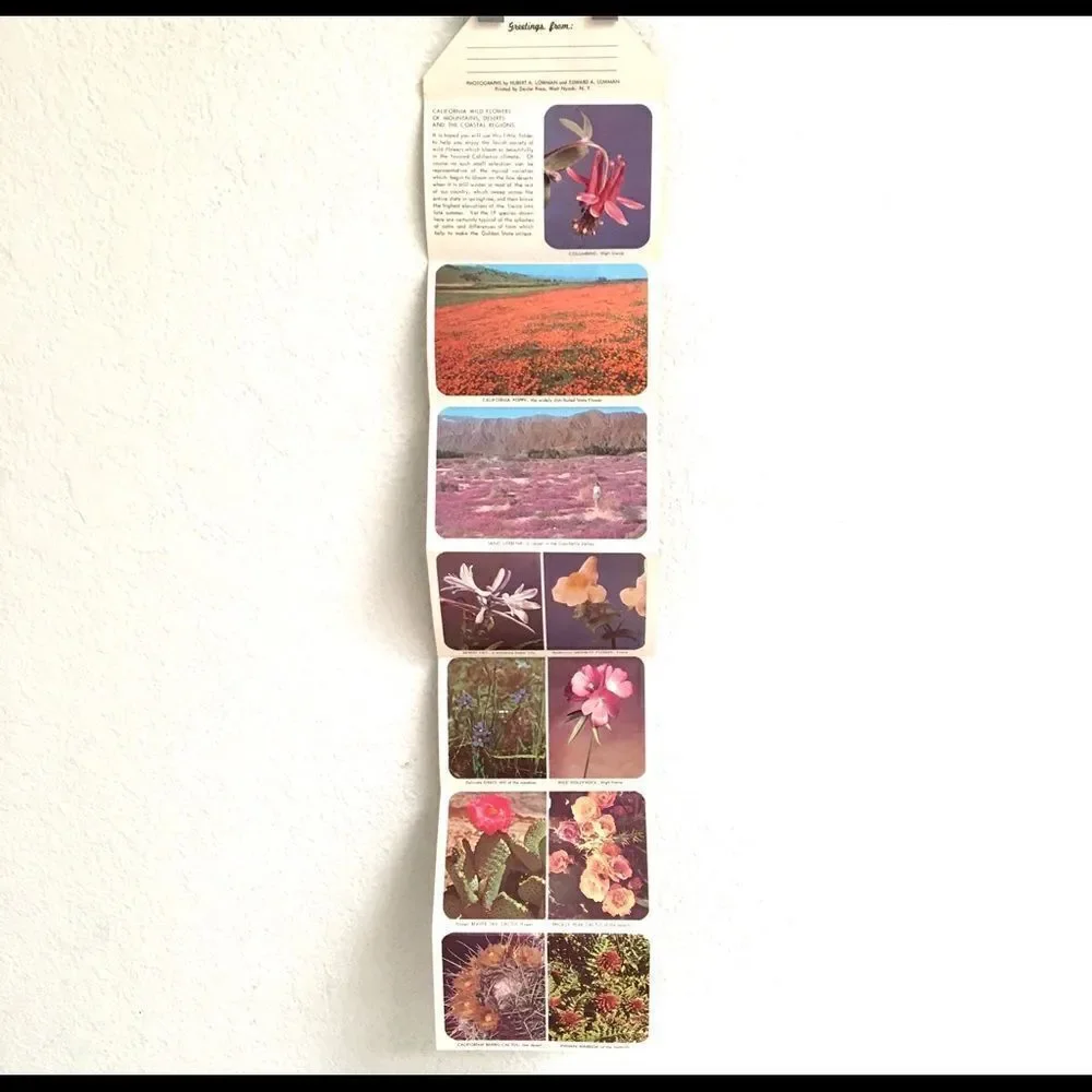 Vintage california wildflower