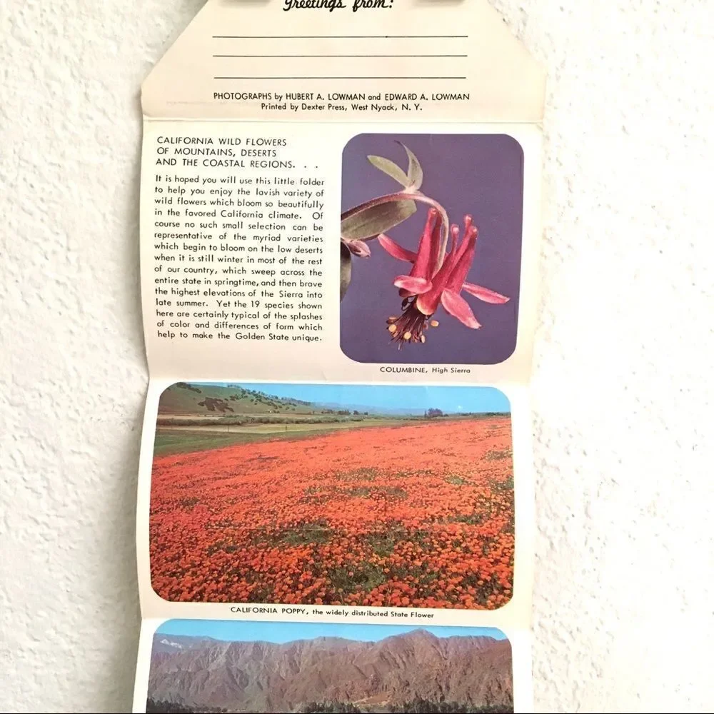 Vintage california wildflower