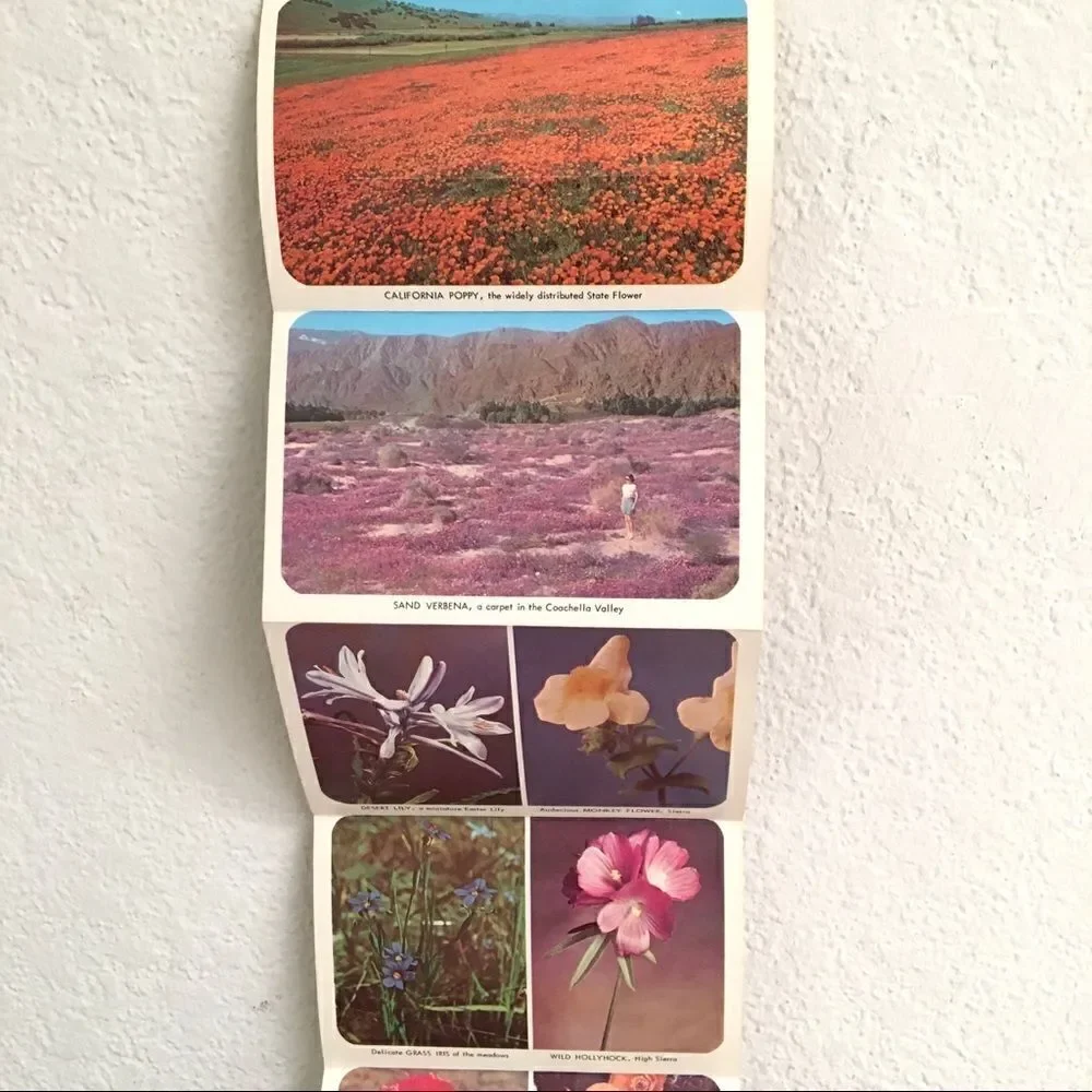 Vintage california wildflower