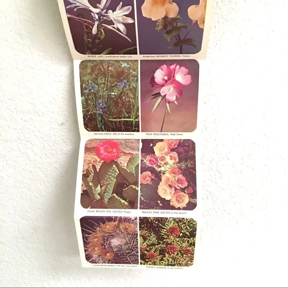 Vintage california wildflower
