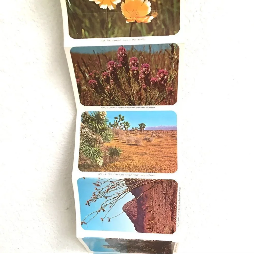 Vintage california wildflower