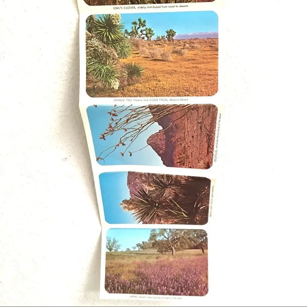 Vintage california wildflower