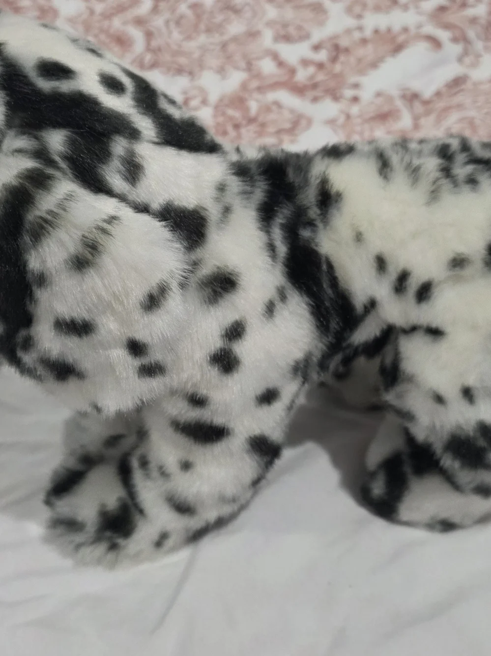 Douglas mackay dalmatian